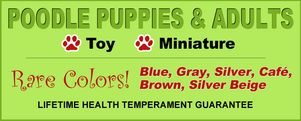 Poodle Puppies & Adults