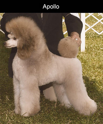 adanac poodles