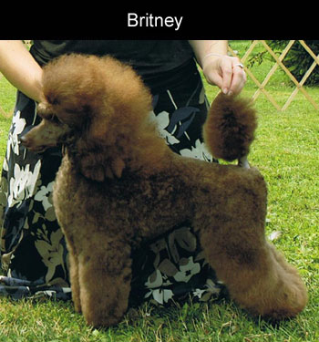Happy valley tiny toy poodles deals