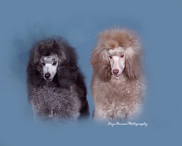 anna ash poodles