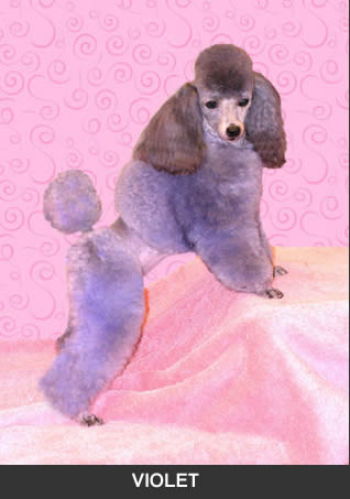 silver toy poodle breeder