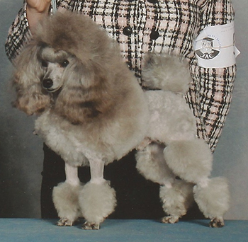 silver toy poodle breeder